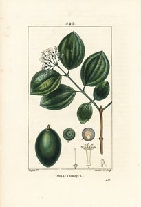 Vomiker - Albero della stricnina o noce velenosa, Strychnos nux-vomica, con frutto, seme, foglia e fiore. Incisione a puntasecca colorata a mano di Lambert Junior da un disegno di Pierre Jean-Francois Turpin da Chaumeton, Poiret e Chamberet