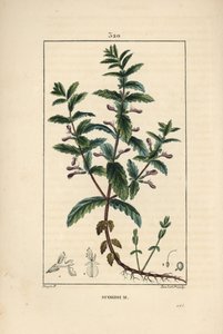 Teucrium scordium, mostrando fiore, foglia, stelo e radici. Incisione a puntasecca colorata a mano di Lambert Junior da un disegno di Pierre Jean-Francois Turpin da Pierre Jean Francois Turpin