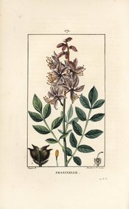 Dictamnus albus bianco da Pierre Jean Francois Turpin