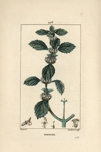 Marrubio bianco o comune, Marrubium vulgare da Pierre Jean Francois Turpin