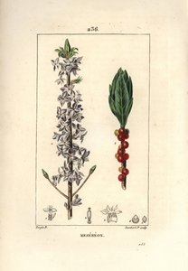 Legno grazioso, verde, Daphne graziosa - Mezereo, Daphne mezereum. Incisione a puntasecca colorata a mano di Lambert Junior da un disegno di Pierre Jean-Francois Turpin da 