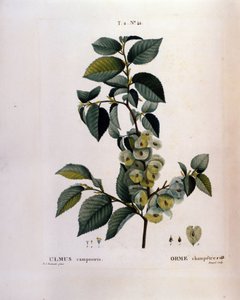 Botanica: ramo di olmo. Tavola tratta da Nouveau Duhamel du Monceau ou Traité des Arbres et Arbustes Cultivés en France. Acquerello di Pierre Joseph Redouté (1759-1840) 1819 da Pierre Joseph (after) Redoute