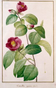 Camellia japonica Tavola botanica da Pierre Joseph (after) Redoute