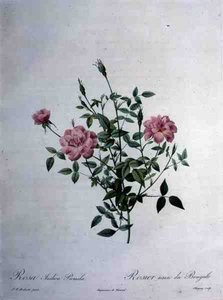 Rosa indica pumila (rosa del Bengala nana), incisa da Chapuy, da 