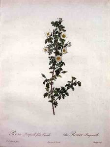 Rosa pimpinelli folia pumila (rosa scozzese nana), incisa da Chapuy, da 