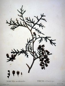 Thuya occidentalis o Thuya d