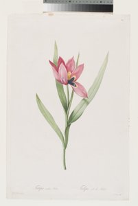 Tulipano Occhio di Sole da Pierre Joseph (after) Redoute