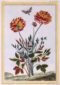 Varietà di papavero giallo a doppio fiore, pub. 1776 da Pierre Joseph Buchoz