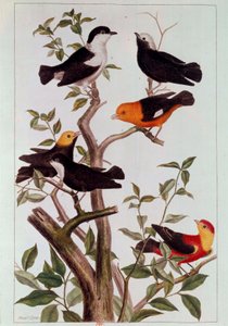 Uccelli sui rami da Pierre Joseph Buchoz