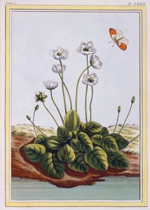 Erba di Parnassus da Pierre Joseph Buchoz