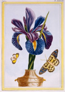 Iris comune con farfalle