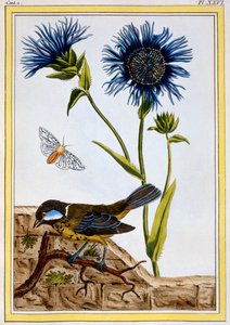 Fiordaliso, pub. 1776