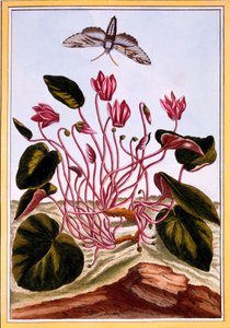 Ciclamino, pub. 1776 da Pierre Joseph Buchoz