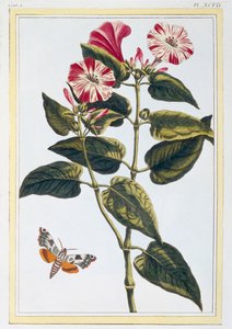 La Belle de Nuit Morning Glory, pub. 1776