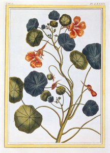 La Capucine Nasturtium da Pierre Joseph Buchoz