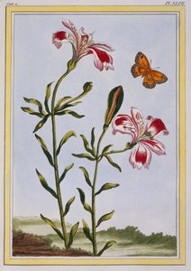 La Fleur Tachete des Incas Giglio peruviano, pub. 1776