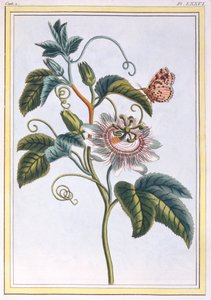 La Grenadille ou Le Maracot da Pierre Joseph Buchoz