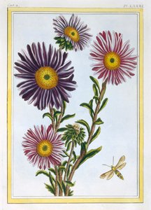 La Regina Margherita Aster, pub. 1776 da Pierre Joseph Buchoz