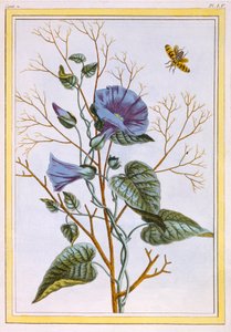 Il Grande Convolvolo Viola da Pierre Joseph Buchoz