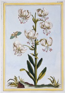 Le Martagan Blanc da Pierre Joseph Buchoz
