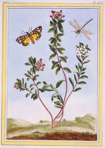 Le Petit arbousier des Aples Erica delle montagne, pub. 1776 da Pierre Joseph Buchoz