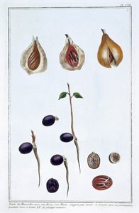 Noce moscata, c1751-1807 da Pierre Joseph Buchoz