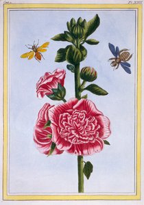 Passerose Alcea, pub. 1776 da Pierre Joseph Buchoz