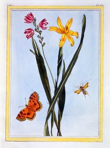 Ixia Sudamericana