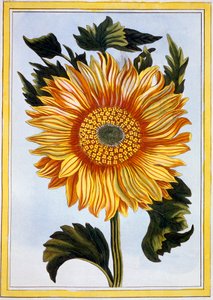 Girasole