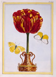 Tulipano 