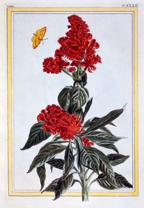 Varietà di Amaranthus