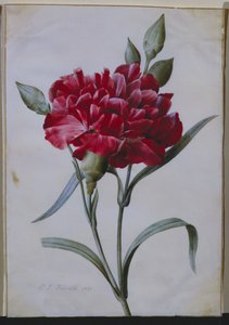 Un garofano rosso scuro, 1822