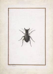 Un cervo volante
