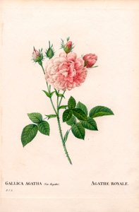 Rosa Agathe Royale, Rosa gallica varietà. Incisione a puntasecca colorata a mano da 