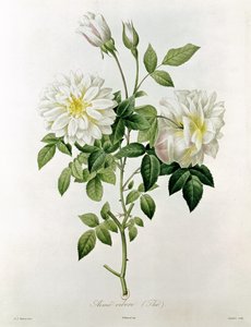 Aime Vibere (Tea) inciso da Eustache Hyacinthe Langlois (1777-1837) da Pierre Joseph Redouté