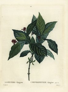 Caprifoglio alpino, Lonicera alpigena. Incisione a puntasecca colorata a mano da Du Ruisseau da un