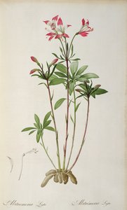 Alstraemeria Ligtu, da 