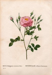 Rosa dolcebriar a fiori di anemone, Rosa rubiginosa varietà, Rosa ruggine con fiori di anemone. Incisione a puntasecca colorata a mano da 