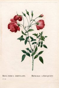 Rosa del Bengala a mazzi, Rosa chinensis varietà. Incisione a puntasecca colorata a mano da 