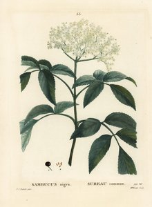 Sambuco nero o sambuco europeo, Sambucus nigra. Incisione a puntasecca colorata a mano di Miss Brenet da un