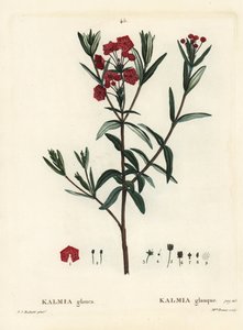 Alloro di palude, Kalmia polifolia. Incisione a puntasecca colorata a mano da Miss Brenet da un