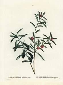 Rosmarino di palude, Andromeda polifolia. Incisione a puntasecca colorata a mano da un