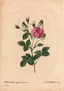 Tavola botanica, fiore, rosa varietà: Agathe carnee (Rosa gallica agatha incarnata). Origine sconosciuta, specie ibrida di Rosa Gallica Damascena. In Les Roses, Volume 2 di Pierre Joseph Redoute da Pierre Joseph Redouté