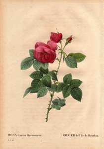 Rosa canina burbonia. Coltivata nel 1821 nei giardini di Neuilly, Francia da Monsieur Jacques. In 