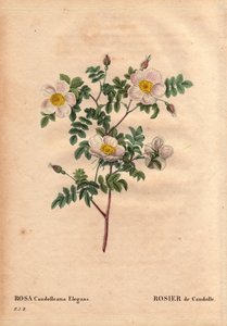 Rosa candolleana elegans. In 
