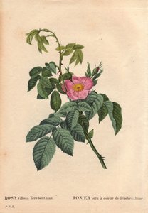 Tavola botanica, fiore, rosa varietà: Rosa villosa terebenthina. In Les Roses, Volume 2 di Pierre Joseph Redoute da Pierre Joseph Redouté