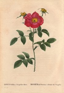 Tavola botanica, fiore, varietà di rosa: Rosa Gallica Stapeliae flora. In Les Roses, Volume 2 di Pierre Joseph Redouté da Pierre Joseph Redouté