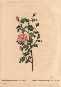 Tavola botanica, Fiore, Rosa Varietà: Rosa Pimprenelle Rossa (Varietà a fiori doppi). In latino: Rosa pimpinellifolia rubra. Fiori coltivati da Monsieur Descenemet, circa 1800. In “Les Roses”, Volume 2 di Pierre Joseph Redoute (1759-1840) da Pierre Joseph Redouté