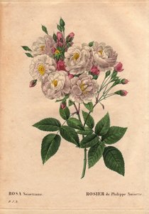 Rosa di Philippe Noisette da Pierre Joseph Redouté