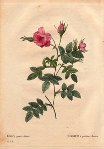 Tavola botanica, Fiore, Varietà di Rosa: Rosa con piccoli fiori (Rosa parvi-flora) dal Nord America. In “Les Roses”, Volume 2 di Pierre Joseph Redoute (1759-1840) da Pierre Joseph Redouté